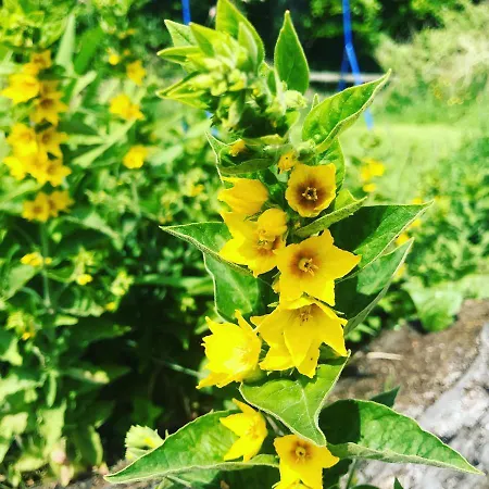 Dağ evi Large Newly Refurbished Lakeside With Optional Private Hot Tub Duneena