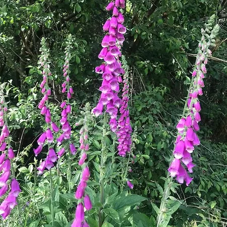 Large Newly Refurbished Lakeside With Optional Private Hot Tub Domek alpejski Duneena