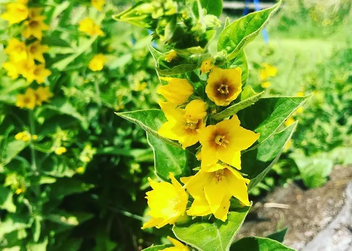 木屋 Large Newly Refurbished Lakeside With Optional Private Hot Tub Duneena